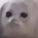 Seal Profile